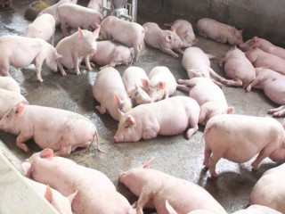 Giá lợn hơi hôm nay 13/10: Tiếp tục giảm mạnh, miền Bắc đồng loạt về dưới mốc 70.000 đồng/kg