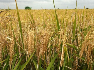 Giá lúa gạo hôm nay ngày 12/10: Đầu tuần ổn định