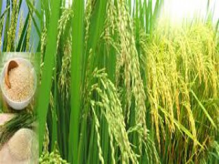 Giá lúa gạo hôm nay ngày 21/11: Giá gạo quay đầu giảm