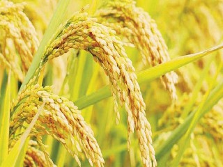 Giá lúa gạo hôm nay ngày 13/12: Không có biến động