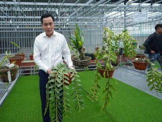 Nghệ nhân Dương Văn Lập: Muốn phát triển bền vững thị trường hoa lan cần tăng cường liên kết