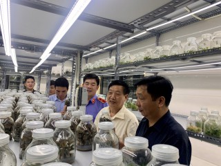 Thăm Mô hình phát triển lan dược liệu, lan bản địa quý hiếm tại Hà Nội