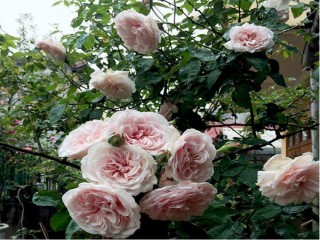 5 giống hoa hồng cổ đẹp nhất Việt Nam