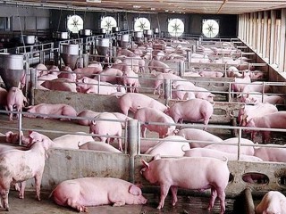 Giá lợn hơi hôm nay 20/10: Điều chỉnh trái chiều trên toàn quốc