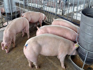 Giá lợn hơi hôm nay 23/10: Tiếp tục nhích nhẹ tại nhiều địa phương