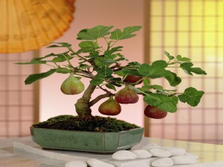 Trang trí sân vườn nhà đẹp với cây bonsai mini