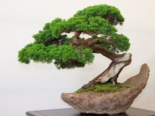 Kỹ thuật trồng bonsai cơ bản