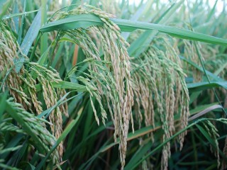 Giá lúa gạo hôm nay ngày 1/9: Giá lúa gạo đi ngang
