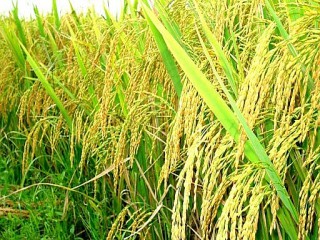 Giá lúa gạo hôm nay ngày 4/9: Giá gạo bất ngờ giảm nhẹ