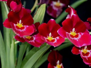 34 loài hoa lan rừng đẹp nhất hiện nay