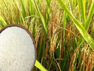 Giá lúa gạo hôm nay ngày 29/10: Giá lúa gạo chững lại, giao dịch hạn chế