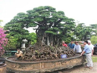 Phát triển hoa cây cảnh gắn với nông thôn mới, nông nghiệp đô thị