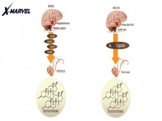 Tự chữa yếu sinh lý - hiểm họa khôn lường