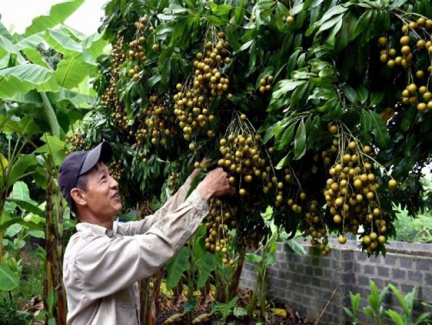 Thương hiệu nhãn Sơn La: Thành công vì chủ động, bài bản